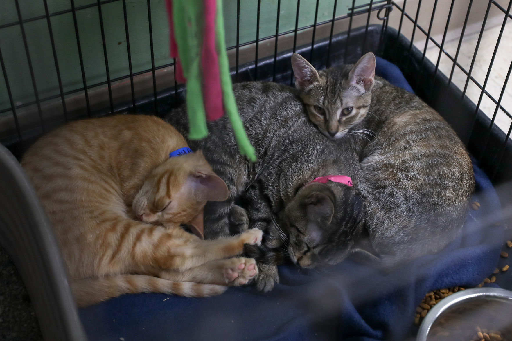 Lee County Humane Society pets for adoption
